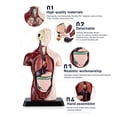 thumbnail image 4 of HAOAN Kids Anatomy Toys Human Body Model  Assembled Human Torso Organ Model for Kids Children Learning Science Anatomy  Ages 6+ (Multi-Type), 4 of 19