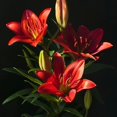 thumbnail image 1 of GSDWIUEW Lily Bulbs-2 or 4 Bulbs per Package Cold-Resistant Perennial Bulbs for Gardens, Easy-Grow. (Red,2), 1 of 4
