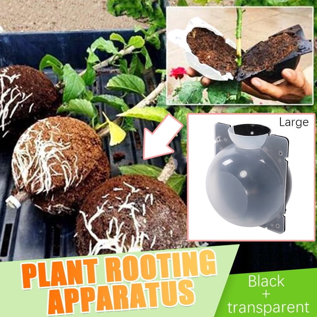 TopLLC Dispositif d'Enracinement de Plantes Boule de Propagation à Haute Pression, un Appareil de Greffage en Plastique Réutilisable Conçu pour le Clonage de Plantes. l'Image Montre le Dispositif en Utilisation, Fixé à une Branche de Plante, Favorisant la Croissance des Racines avec des Racines Visiblement Émergentes. Convient aux roses, Arbres, Buissons Fruitiers et magnolias, Il Utilise une Propagation à Haute Pression pour des Résultats Plus Rapides. Comprend une Conception Noire et Transparente avec un Mécanisme de Coupe pour une installation Facile. Dimensions : 13x10x10cm