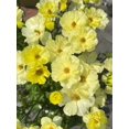 thumbnail image 1 of GSDWIUEW Butterfly Ranunculus Bulbs Buttercup Bare Roots for Planting Canada, Perennial Flower Ranunculus asiaticus, Easy to Grow, Double Ranunculus Bare Roots for Cut Flowers Garden Indoor Outdoor, 1 of 5