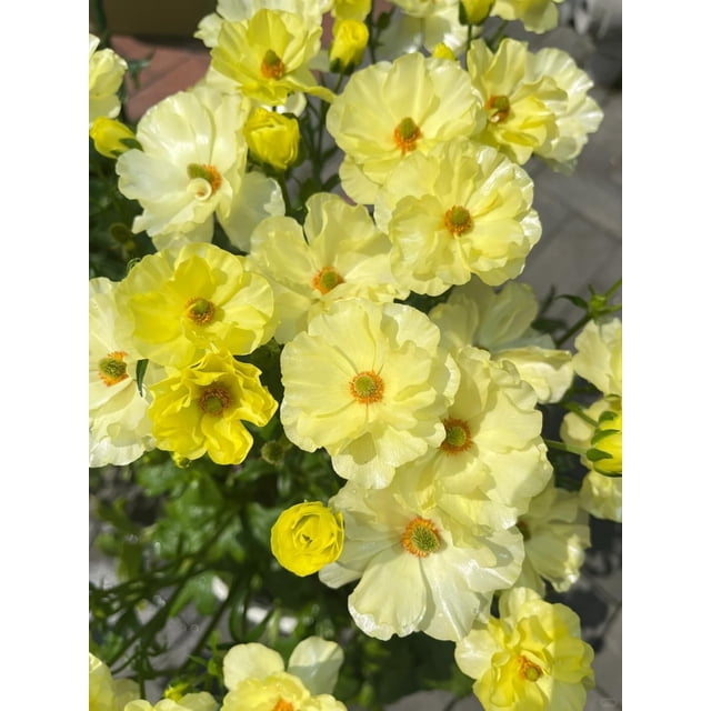 GSDWIUEW Butterfly Ranunculus Bulbs Buttercup Bare Roots for Planting Canada, Perennial Flower Ranunculus asiaticus, Easy to Grow, Double Ranunculus Bare Roots for Cut Flowers Garden Indoor Outdoor