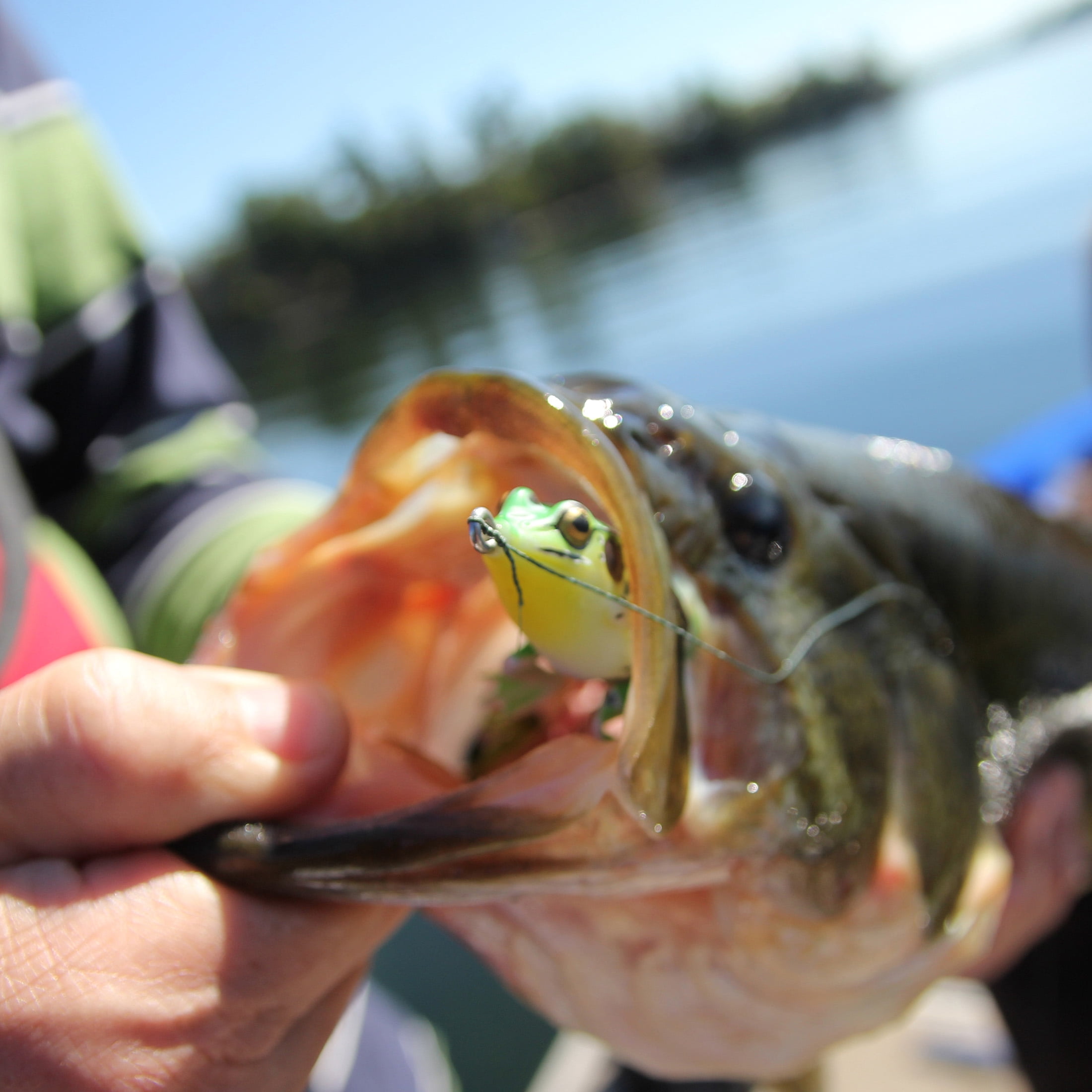 Lunkerhunt LF03 Lunker Frog Hollow Body Frog, 2 1/4" at Rest/4 1/2" Extend, 1/2 oz, Leopard, Floating - Fishing Lure