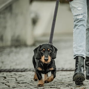 Raindrops Sturdy Nylon Dog Leash with Reflective Stitching and Ergonomic Grip for Pets