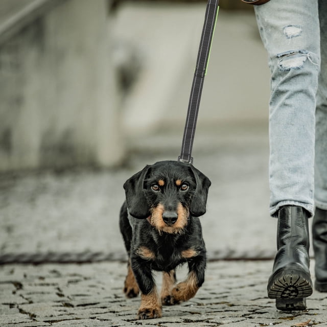 Raindrops Sturdy Nylon Dog Leash with Reflective Stitching and Ergonomic Grip for Pets