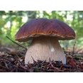 thumbnail image 1 of HJADGG Mushrooms Porcini Spores Spawn Mycelium Heirloom Non-GMO for Planting, 1 of 8