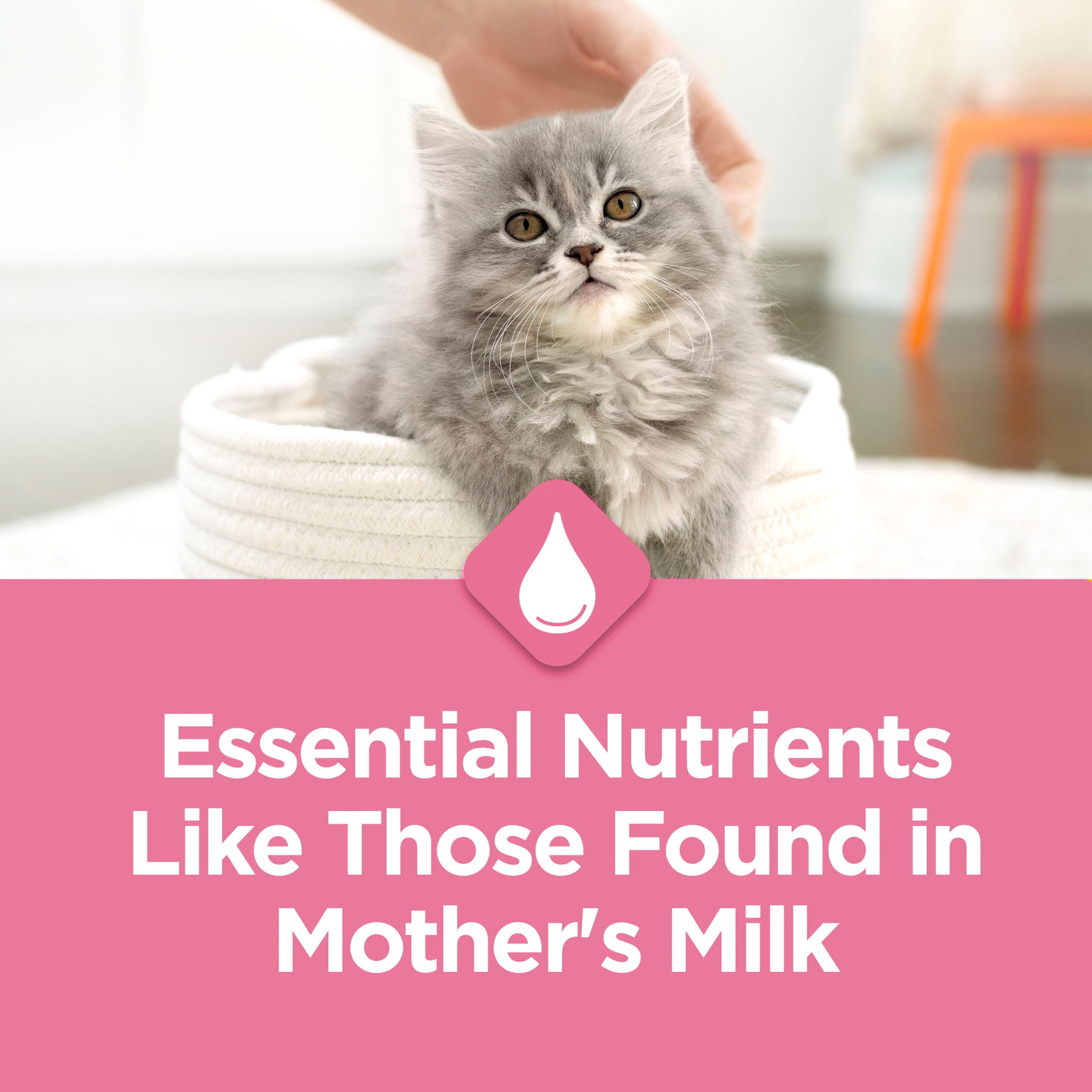 Purina Kitten Chow Nutrition Avancée pour Chatons, Nourriture Sèche pour Chatons 5.67kg