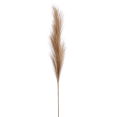 thumbnail image 1 of Bouclair Beige Pampas Stem, 1 of 2