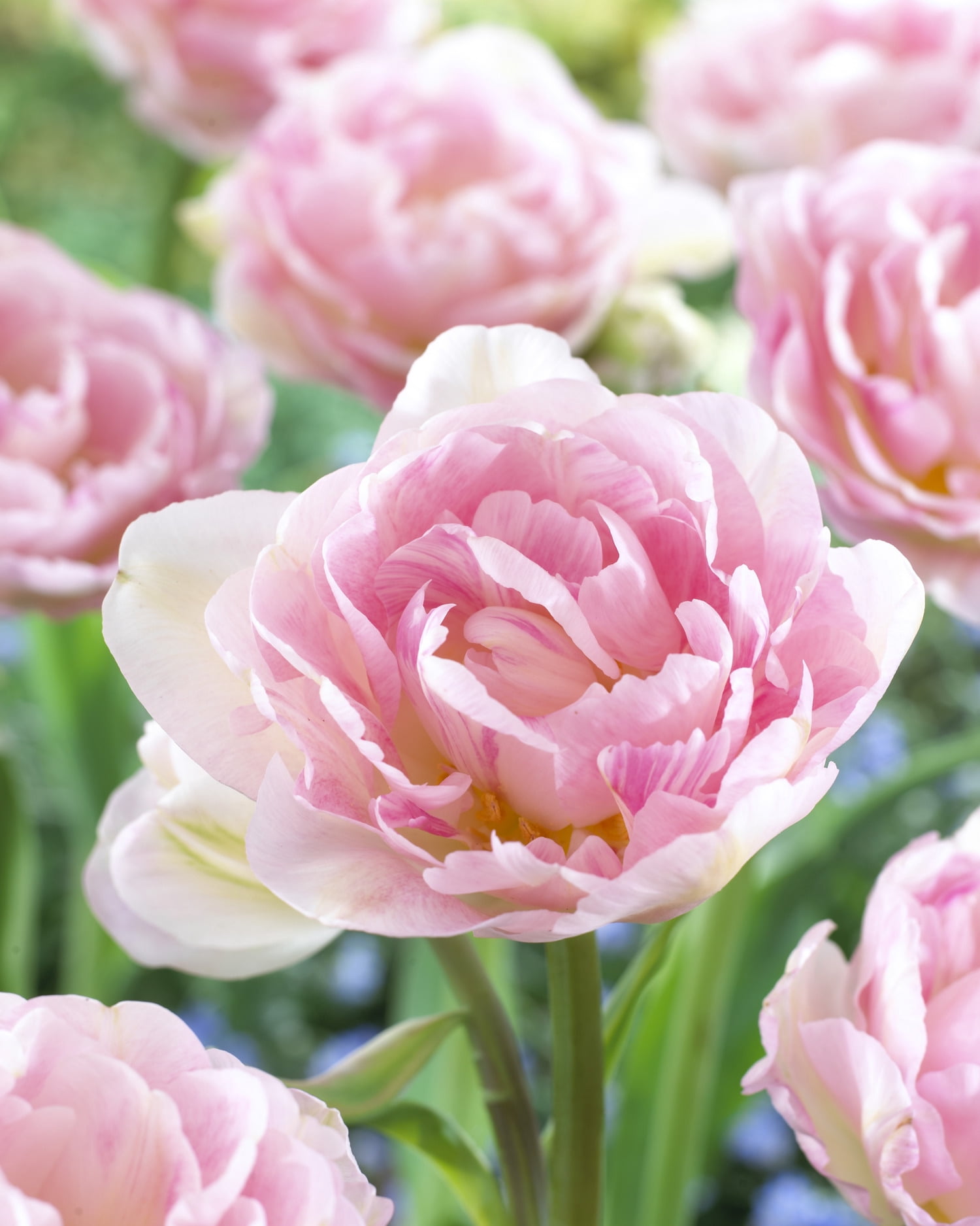Tulipe Double Tardive TASC Angélique