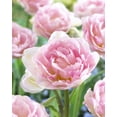 thumbnail image 1 of Tulipe Double Tardive TASC Angélique, 1 of 2