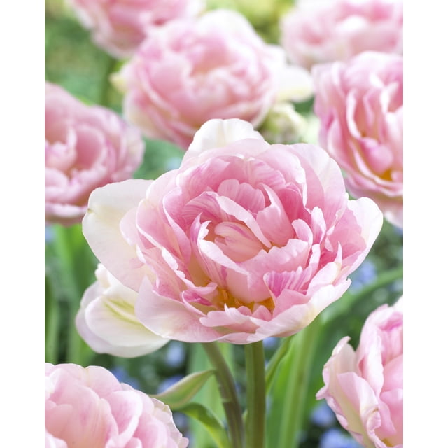 TASC Tulipe Double Angélique Tardive avec Rose Doux, Fleurs Entièrement Doubles Style Pivoine et Pétales Superposés Poussant de 16–18 Pouces de Hauteur dans un Jardin avec des Tiges Vertes et un Fond Flouté de Tulipes Similaires, Idéal pour Plates-Bandes, Bordures et Contenants.