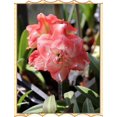 thumbnail image 3 of GSDWIUEW Double Amaryllis Bulbs for Fall Planting Large Hippeastrum Perennial Flowers Bulbs Size 10-11 Inch Perfect for Home Decor Garden, Gift with Wrapping and Planting Instruction (2, TIKA Sunrise), 3 of 6