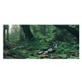thumbnail image 1 of <p>High Transparency Fish  Poster, PVC Green Woods Green Aquarium Background Poster, For Aquarium Fish </p>, 1 of 7