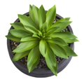 thumbnail image 4 of Nearly Natural 8400 Large Succulent Artificial Plant in Decorative Bowl, 4 of 4