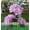 Purple, variant on RXIRUCGD Solar Lantern LED Decorative Outdoor Lamp Flower Lantern Solar Light