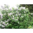 thumbnail image 2 of 20 Graines de Lilas des Arbres Blanc Colibri Fleur Parfumée Peking Syringa Pekinensis, 2 of 10