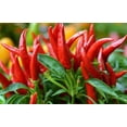 thumbnail image 1 of GSDWIUEW Thai Dragon Chili Pepper Seeds, , Non-Hybrid, 100 Count, 1 of 4