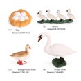 thumbnail image 5 of tredstone 1 Set Spade Worm Model Premium Plastic Material Meaningful Insect Figurines Early Educational Growing Models for School Project swan, 5 of 5