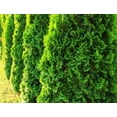 thumbnail image 3 of Cèdre émeraude pour haie 2 Gallon, 3 of 5
