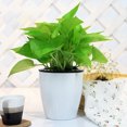 thumbnail image 4 of ziyahi Flower Pot Self Watering Automatic Absorption Container Plastic Plant Planter Garden Home Decor, 180, 4 of 8