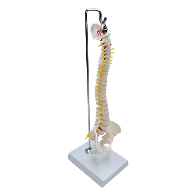 serony Spine Model Vertebral Column Anatomical human skeleton aid spine model for Kids Models pelvis model Learning Display Classroom hanging