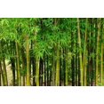 thumbnail image 3 of GSDWIUEW 300+ Giant Green Bamboo Seeds for Planting-Fast Growing Privacy Screen,Winter Hardy & Eco-Friendly, 3 of 5