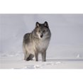 thumbnail image 1 of Posterazzi DPI1844765 Wolf in The Snow Poster Print, 17 x 11, 1 of 1