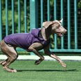 thumbnail image 4 of letairis Adjustable Hood Poncho For Small Medium Large Dogs Easy To Put On Dog Stylish And Dry High Green 3XL, 4 of 6