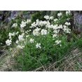 thumbnail image 4 of 800 WHITE ALPINE ROCKCRESS Aubrieta Rock Cress Arabis Alpina Flower Seeds, 4 of 6