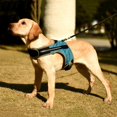 thumbnail image 3 of New K-shaped Luminous LED Harness For Pet Dog Chest Harness For Medium And Large Dogs Night Travel, 3 of 8