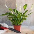 thumbnail image 3 of 10-Pack 10CM Plastic Plant Nursery Pots Seedling Flower Plant Container and Seed Starting Pots, 3 of 6