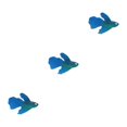 thumbnail image 2 of Thinsony Poissons Rouges Artificiels Lumineux Magnifiquement Conçus pour Aquariums Tan Bleu 3Set, 2 of 6
