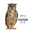 thumbnail image 2 of Fake Owl Decoration Owl to Frighten Birds for Garden Decor Windows Rooftops B, 2 of 9