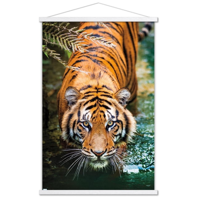 Tiger - Water Wall Poster, 22.375" x 34" Framed