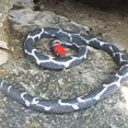 thumbnail image 2 of Creative Tricky Simulation Toy Snake Soft Glue Scary Whole Person Rubber Animal Fake Snake, 2 of 5