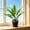 D, variant on Red Holly Artificial potted plants for indoor use suitable for decorating living rooms offices bedrooms and other home environments
