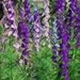 thumbnail image 2 of Outsidepride Delphinium Larkspur Rocket Wild Flowers - 14 LB, 2 of 4