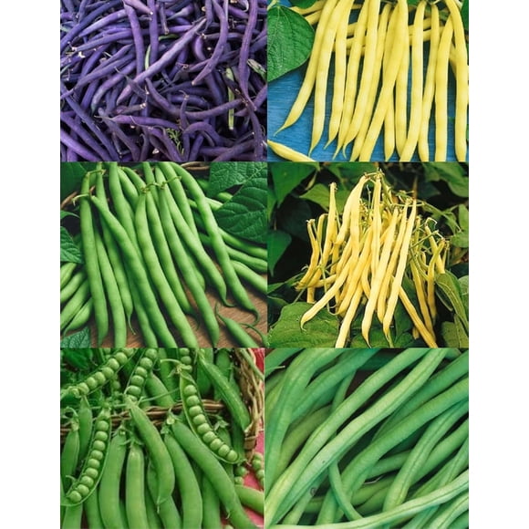 HJADGG Heirloom Bean and Pea Seed Collection, 6 Varieties, Over 250 Seeds 150+ Mixed Royal Burgundy, Kentucky, Blue Lake, Pencil Pod, Golden Butterwax Bush Beans and 100+ Super Sugar Snap Peas.