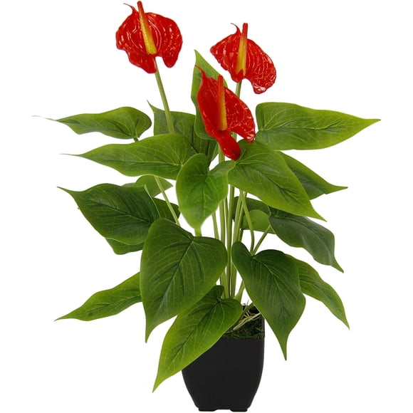 Exotic Red Anthurium, Live House Plants, Real Touch Silk Anthurium Red, Eye-catcher All Year Round for Office And Home Decor