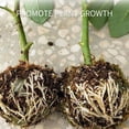 thumbnail image 4 of Plant Rooting Device High Pressure Propagation Ball Growing Breeding for Various Plants Indoor Gardening and, 4 of 8