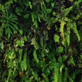 thumbnail image 1 of Belgravia Kew Living Wallpaper, 1 of 2
