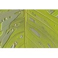 thumbnail image 2 of Posterazzi DPI1790302LARGE Leaf Texture Background Poster Print by Paul Sale, 36 x 24 - Large, 2 of 2