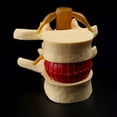 thumbnail image 3 of tredstone Modèle d'Anatomie Facile à Lombaire Enseignement et Formation Compact et Facile à Transporter Jaune 1Set, 3 of 6