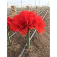 thumbnail image 2 of GSDWIUEW Double Amaryllis Bulbs for Fall Planting Large Hippeastrum Perennial Flowers Bulbs Size 10-11 Inch Perfect for Home Decor Garden, Gift with Wrapping and Planting Instruction (1, TIKA Magic), 2 of 5