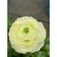 thumbnail image 1 of GSDWIUEW 10pcs Ranunculus Flower Bulbs for Lush, Multi-Petal Blooms \u2013 Transform Your Garden with These Gorgeous Flowers (D,20), 1 of 2