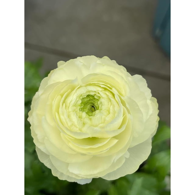 GSDWIUEW 10pcs Ranunculus Flower Bulbs for Lush, Multi-Petal Blooms \u2013 Transform Your Garden with These Gorgeous Flowers (D,20)