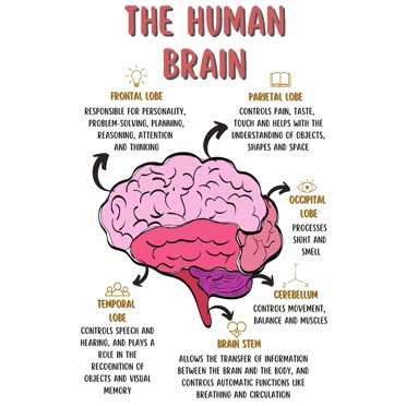 The Human Brain Anatomy Print Mental Health Office Decor for Therapist Psychologist Counselor