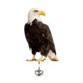 thumbnail image 1 of Realistic Owl Decoy w/Sound Keep Birds AwayOutdoor Garden Bird Repellent, 1 of 8