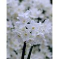 thumbnail image 1 of TASC Narcissi Ziva Indoor Upscale Fluted, 1 of 1