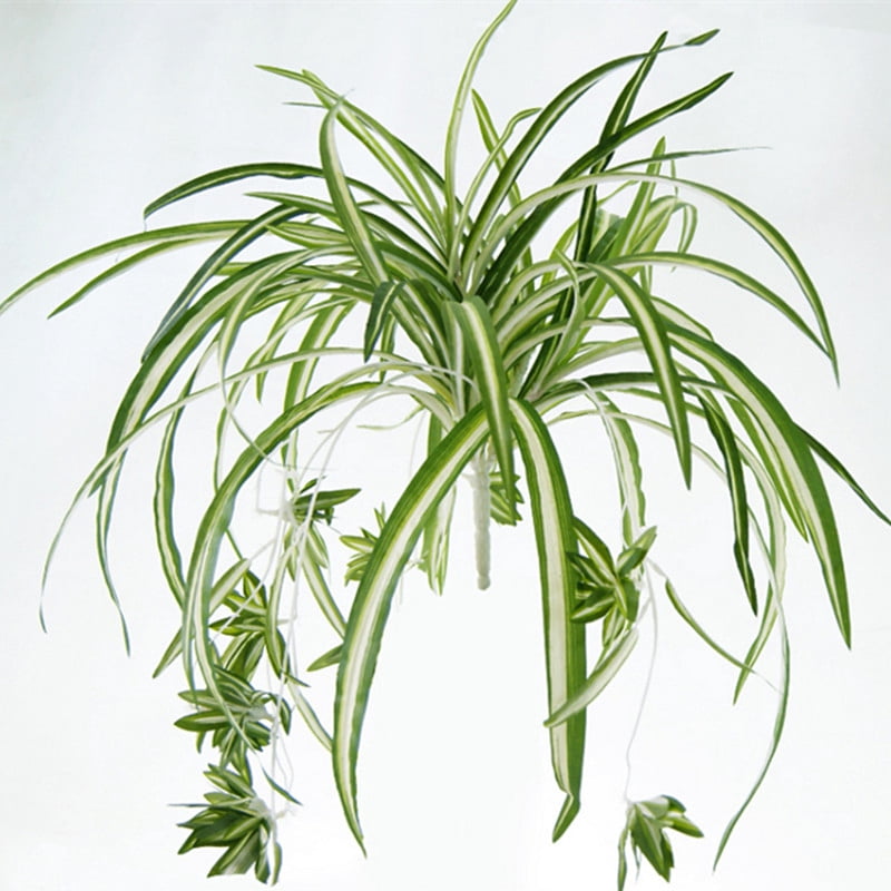Chlorophytum comosum « Spider Plant » (Choix du Producteur)