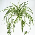 thumbnail image 1 of Chlorophytum comosum 'Spider Plant' (Grower's Choice), 1 of 4
